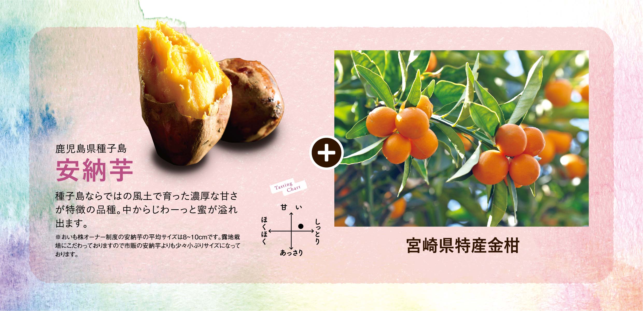 おいも株　オーナー制度2021