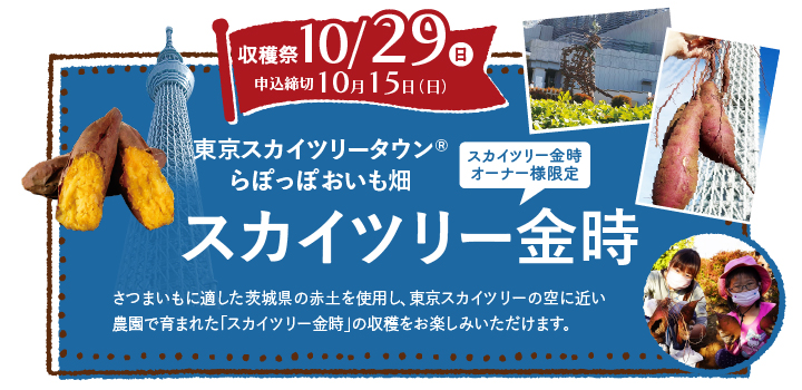 スカイツリー金時