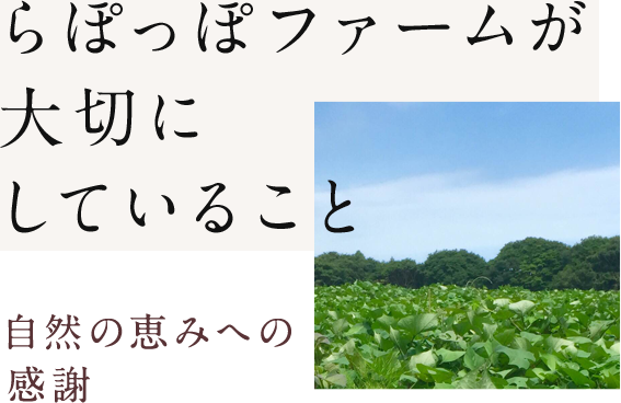 おいもさんのお店 らぽっぽのらぽっぽファーム公式オンラインショップ 公式通販 らぽっぽファームオンラインストア おいもさんのお店 らぽっぽのらぽっぽファーム公式オンラインショップ 公式通販 らぽっぽファームオンラインストア